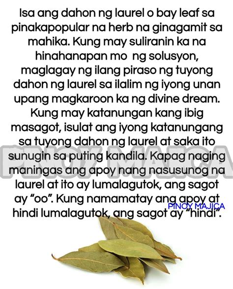 laurel leaves in tagalog|Ano nga ba ang ibig sabihin ng “Laurel .